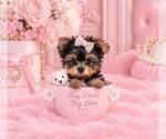 Hand delivery - Female Yorkshire Terrier Puppy for Sale - Photo #16