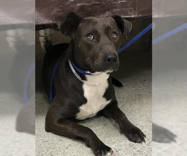 Medium Photo #1 Blue Lacy-Labrador Retriever Mix Puppy For Sale in Conroe, TX, USA
