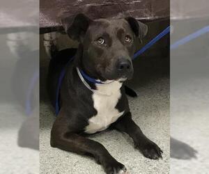 Blue Lacy-Labrador Retriever Mix Dogs for adoption in Conroe, TX, USA