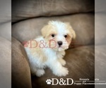 Small Photo #5 Shorkie Tzu Puppy For Sale in RIPLEY, MS, USA