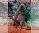 Small Photo #80 Great Dane Puppy For Sale in SPRAGGS, PA, USA