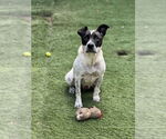 Small #1 American Bulldog Mix