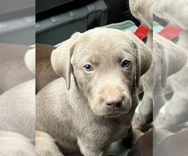 Medium Photo #1 Labrador Retriever Puppy For Sale in SHELBY, NC, USA