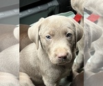 Small Photo #1 Labrador Retriever Puppy For Sale in SHELBY, NC, USA
