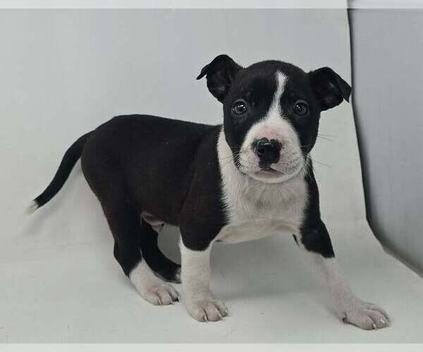 Medium Photo #2 Labrador Retriever-Unknown Mix Puppy For Sale in Brewster, NY, USA