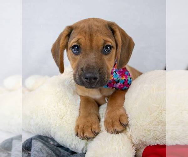 Medium Photo #2 Beabull Puppy For Sale in Kennesaw, GA, USA