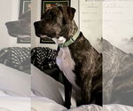 Small #47 American Pit Bull Terrier-Mountain Cur Mix