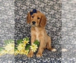 Golden Cavalier Puppy for sale in KIRKWOOD, PA, USA