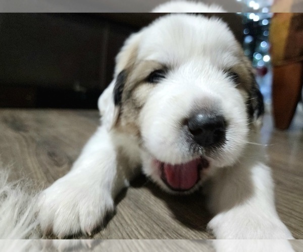 Medium Photo #6 Great Pyrenees Puppy For Sale in LAS VEGAS, NV, USA