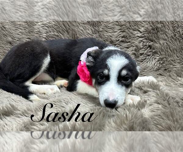 Medium Photo #2 Australian Shepherd-Unknown Mix Puppy For Sale in Grafton, WI, USA