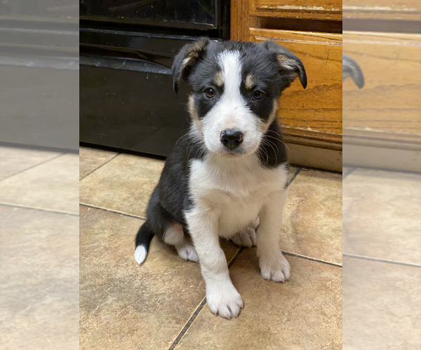 Medium Photo #1 Border Collie Puppy For Sale in AMERICAN CANYON, CA, USA