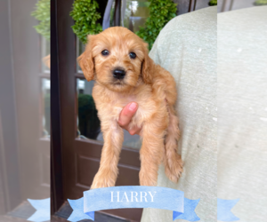 Goldendoodle (Miniature) Puppy for sale in ROCKY MOUNT, NC, USA