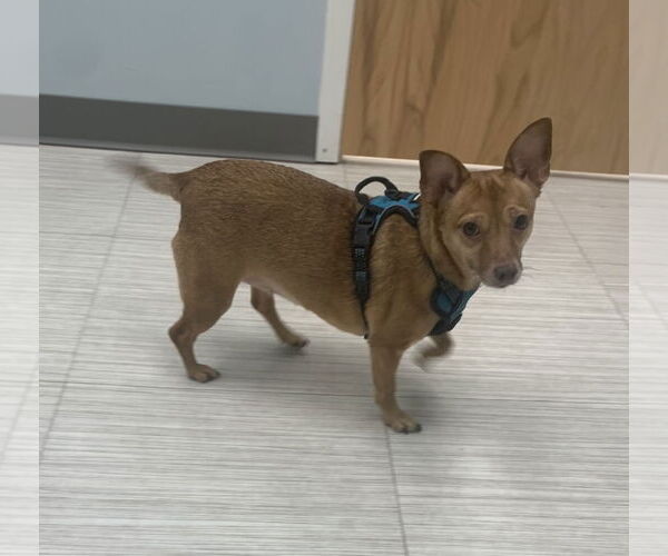 Medium Photo #17 Chihuahua-Unknown Mix Puppy For Sale in Holly Springs, NC, USA