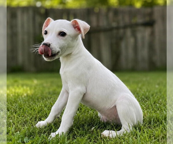 Medium Photo #6 Labbe Puppy For Sale in Aurora, IN, USA