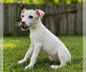 Happy Campers : Compass - Male Labbe Dog for Adoption - Photo #6