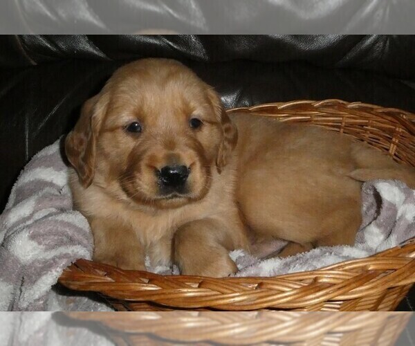 Medium Photo #1 Golden Retriever Puppy For Sale in WOLCOTT, VT, USA