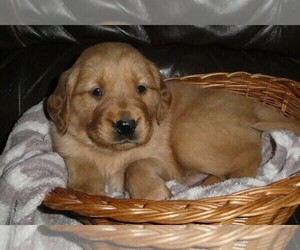Medium Golden Retriever