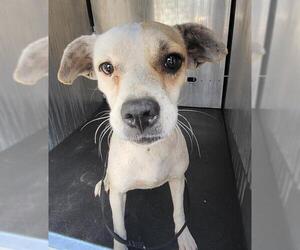 Mutt Dogs for adoption in San Antonio, TX, USA