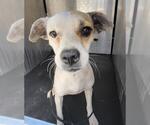 Small Mutt