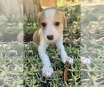 Small #2 Labrador Retriever Mix