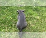 Small Photo #33 American Bully Puppy For Sale in OVERLAND, KS, USA