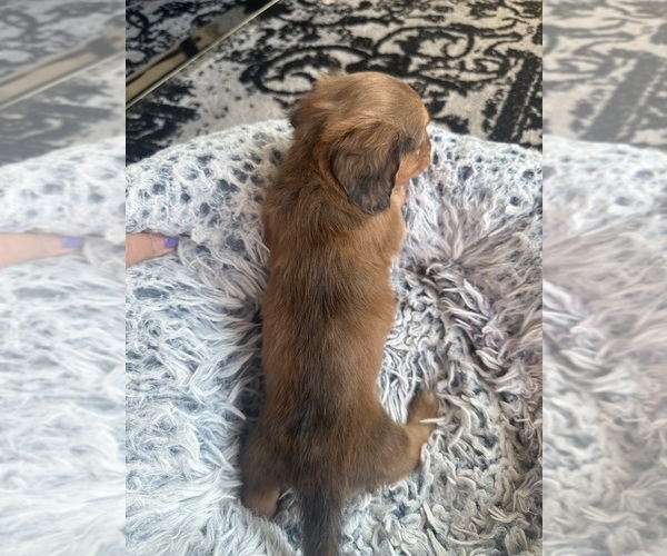 Medium Photo #5 Dachshund Puppy For Sale in SAN DIEGO, CA, USA