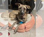 Small Photo #1 German Shepherd Dog-Greyhound Mix Puppy For Sale in Atlanta, GA, USA