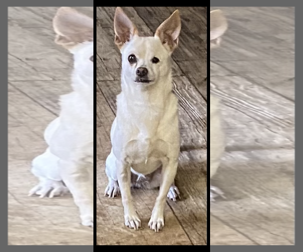 Medium Photo #2 Chihuahua Puppy For Sale in ft lauderdale, FL, USA