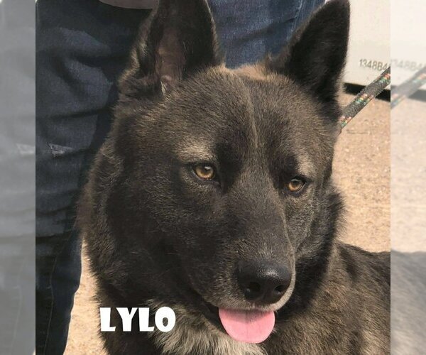 Medium Photo #1 Akita Puppy For Sale in Vail, AZ, USA