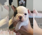 Small Photo #12 French Bulldog Puppy For Sale in CAPE CORAL, FL, USA