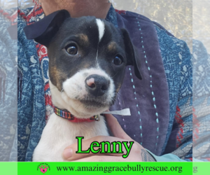Jack-Rat Terrier Dogs for adoption in Pensacola, FL, USA