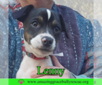 Small Jack-Rat Terrier