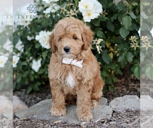 Goldendoodle (Miniature) Puppy for sale in GORDONVILLE, PA, USA