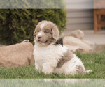 Small #8 Newfoundland