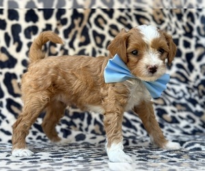 Goldendoodle (Miniature) Puppy for sale in LANCASTER, PA, USA