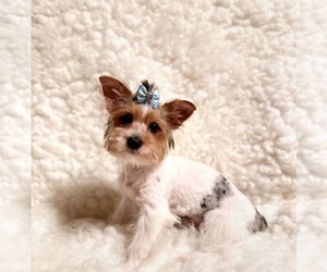 Father of the Yorkshire Terrier puppies born on 04/24/2026