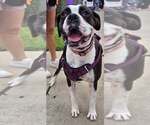 Small #11 Boxer