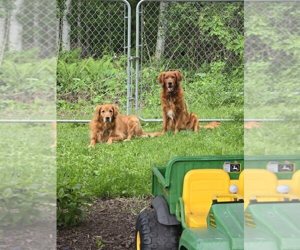 Medium Photo #1 Golden Retriever Puppy For Sale in HAM LAKE, MN, USA