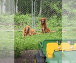 Small Photo #1 Golden Retriever Puppy For Sale in HAM LAKE, MN, USA