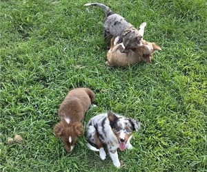 Miniature Australian Shepherd Litter for sale in EVERTON, MO, USA