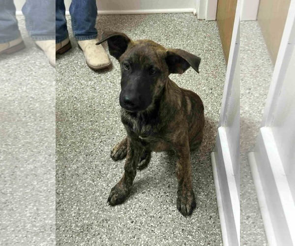 Medium Photo #8 Labrador Retriever-Unknown Mix Puppy For Sale in Princeton, MN, USA