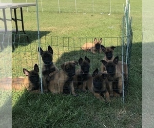 Belgian Malinois Puppy for sale in NORTH JUDSON, IN, USA