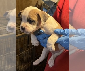 American Bully Puppy for Sale in WALLINGFORD, Connecticut USA