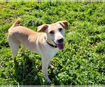 Small Photo #5 Labrador Retriever-Unknown Mix Puppy For Sale in Chico, CA, USA