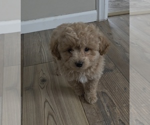 Medium Cavapoo (Miniature)
