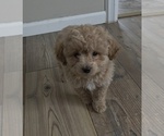 Puppy Max Cavapoo (Miniature)