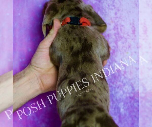 Medium Photo #6 Dachshund Puppy For Sale in WARSAW, IN, USA