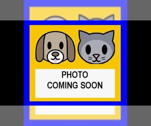 Medium Photo #1 German Shepherd Dog-Unknown Mix Puppy For Sale in San Antonio, TX, USA