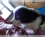 Small Photo #72 Australian Shepherd-Pembroke Welsh Corgi Mix Puppy For Sale in GALLEGOS, NM, USA
