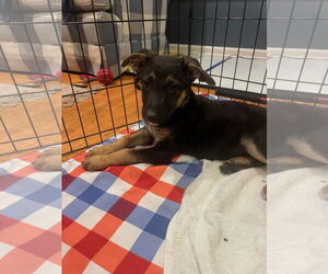 Shepradors Dogs for adoption in Princeton, MN, USA